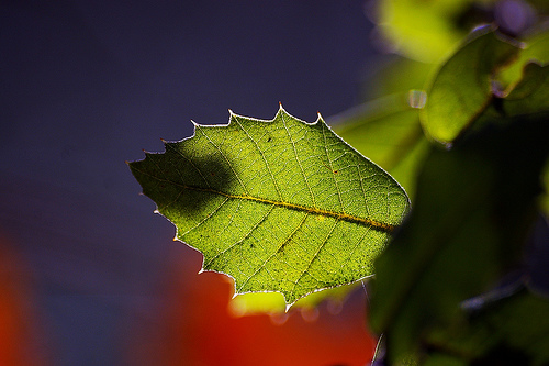 Software cad gratuito